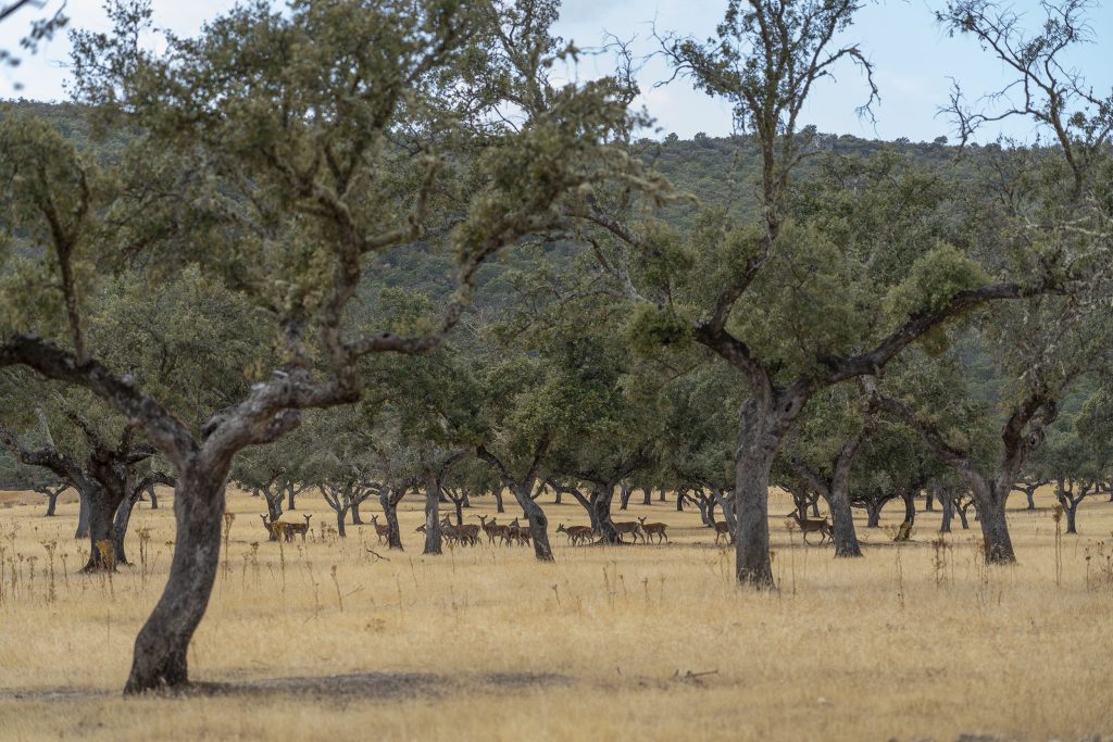 Extremadura. ©Carlos Criado Fotografía