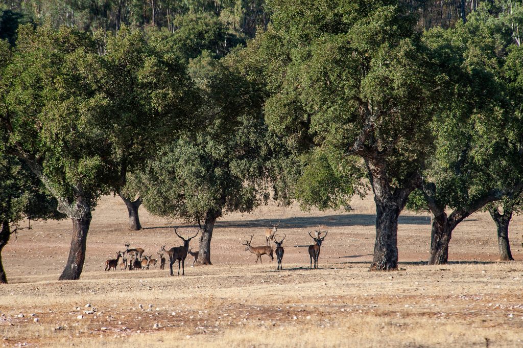 Extremadura. ©Carlos Criado Fotografía